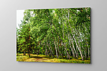 Obraz Brezový les 1468